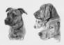 draw portrait of your pet